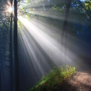 Sonne strahlt durch Bäume; von Günther Schneider auf Pixabay