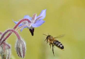Biene im Anflug