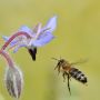 Biene im Anflug