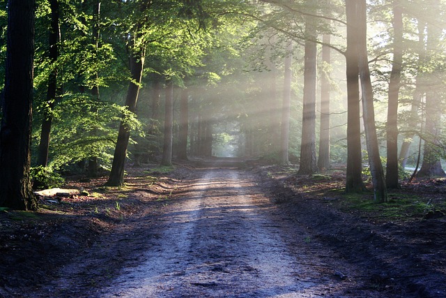 Weg der durch einen grünen Wald führt