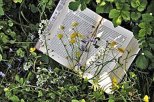 Ein Buch auf einer Blumenwiese