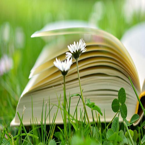 Ein Buch in einer grünen Wiese mit Gänseblümchen
