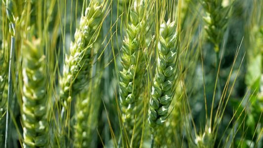 Grünes Getreidekorn; Bild von Yves Bernardi auf Pixabay