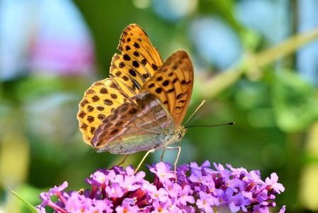 Schmetterling auf lila Blume; Bild von ralphs_fotos auf pixabay