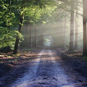 Weg der durch einen grünen Wald führt