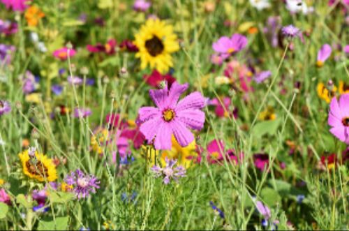 Eine wiese mit Blühenden Blumen