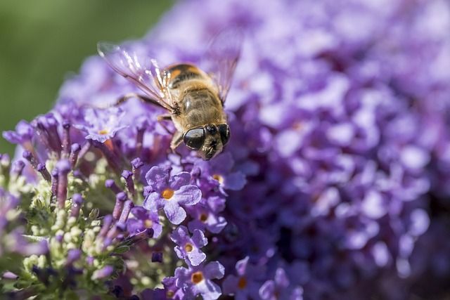 Schwebfliege auf lila Blume, Bild von Bruno auf Pixabay