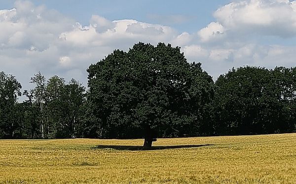 Ein großer Baum auf freiem Feld 