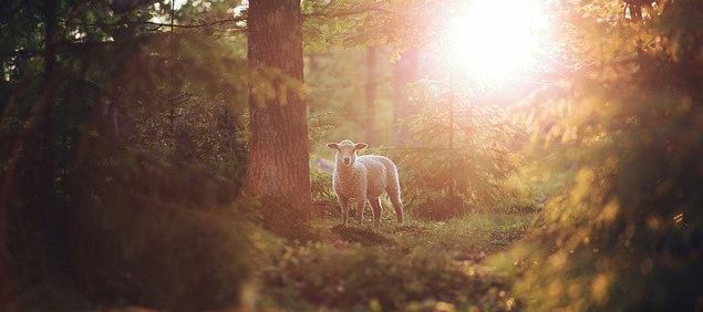 Ein Schaf steht im Wald und die Sonne scheint durch die Bäume