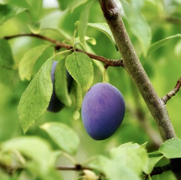 Pflaume auf Baum