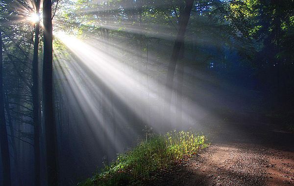 Sonne strahlt durch Bäume; von Günther Schneider auf Pixabay