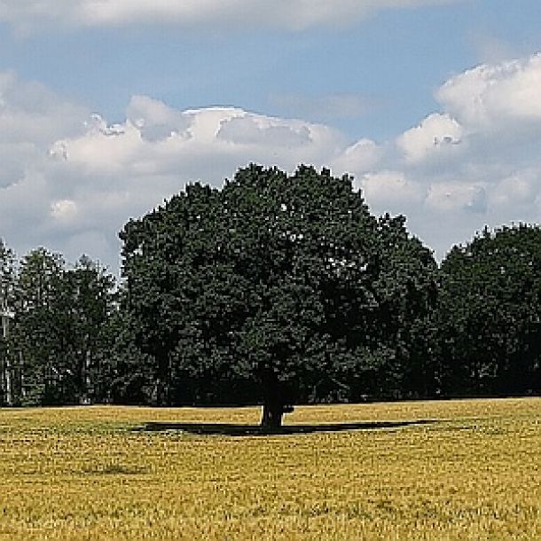 Ein großer Baum auf freiem Feld