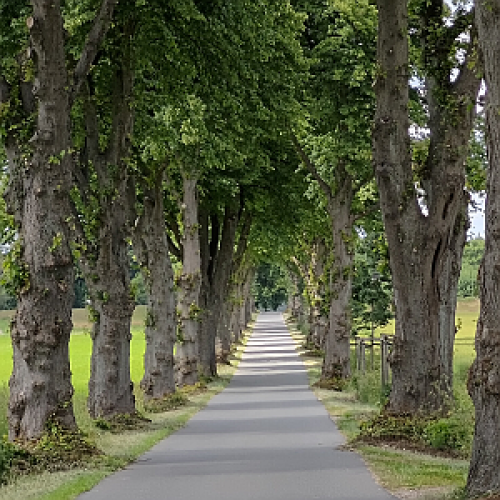 Eine Allee mit Bäumen und einem Weg in die Zukunft