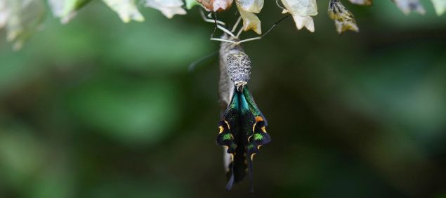 Ein Schmetterling schlüpft