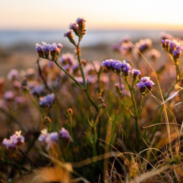 Lila Blume auf Feld; Bild von Nicholas Demetriades auf Pixabay