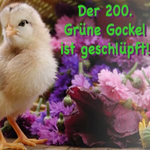 der 200. Gockel ist geschlüpft