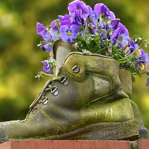 Ein alter Schuh - recylet als dekorativer Blumentopf