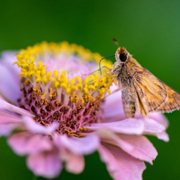 Falter auf Blume, Bild von EyeCandyDesignz auf Pixabay