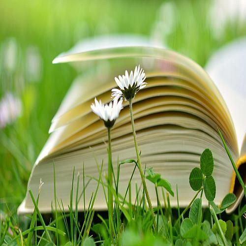 Buch im Gras mit Gänseblümchen; Bild von congerdesign auf Pixabay