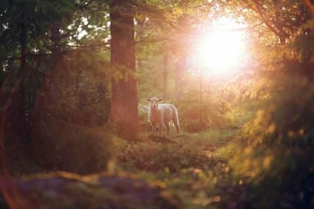 Lamm im Wald; Bild von Luu Do auf Pixabay
